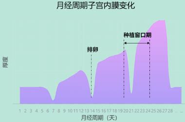 子宫内膜厚度多少正常